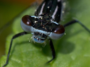 Damselfly (4 of 4):
... ready to hunt in new element. by Chris Krambeck 
